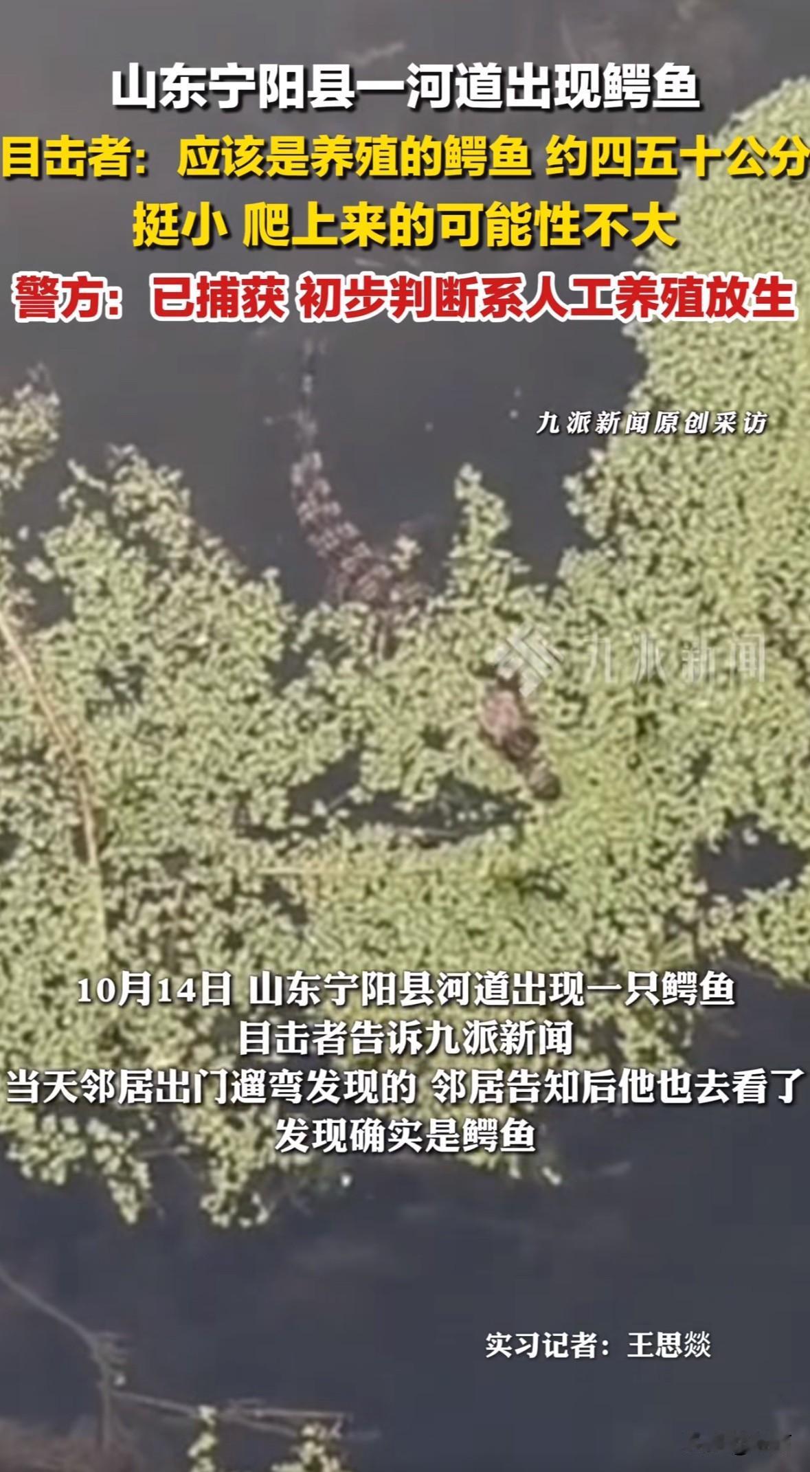 10月14日，山东泰安宁阳县建设路的护城河里，有市民发现一条鳄鱼，半个身子露在水