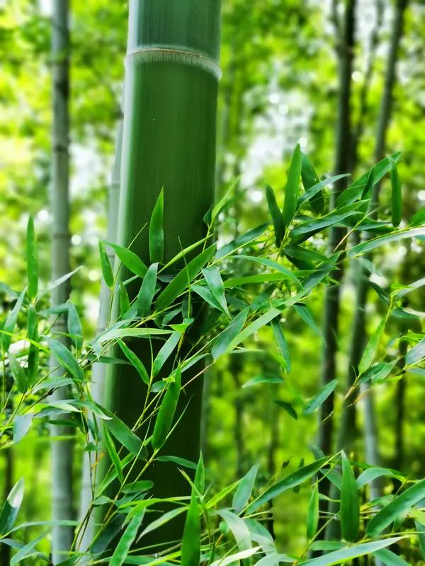 看到“青竹枝枝秀”这个上联，瞬间就感觉有一股清新雅致的气息扑面而来。青竹那挺拔的