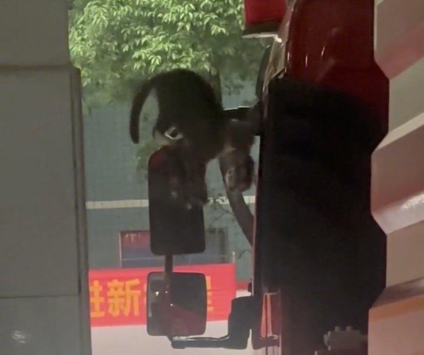 暴雨期间，猫妈妈把5只小奶猫叼进消防车后续：猫妈妈和5只小奶猫都平安，为消防小哥