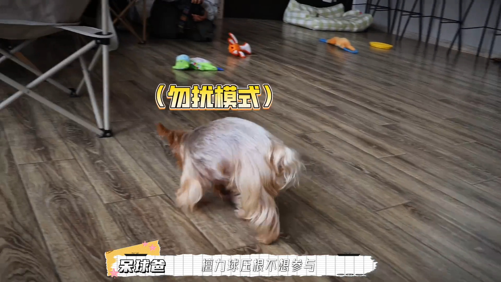 我只看到了一个绝望的老父亲🤣🤣🤣“檀力球压根儿不想参与”“啥都不行了”“别