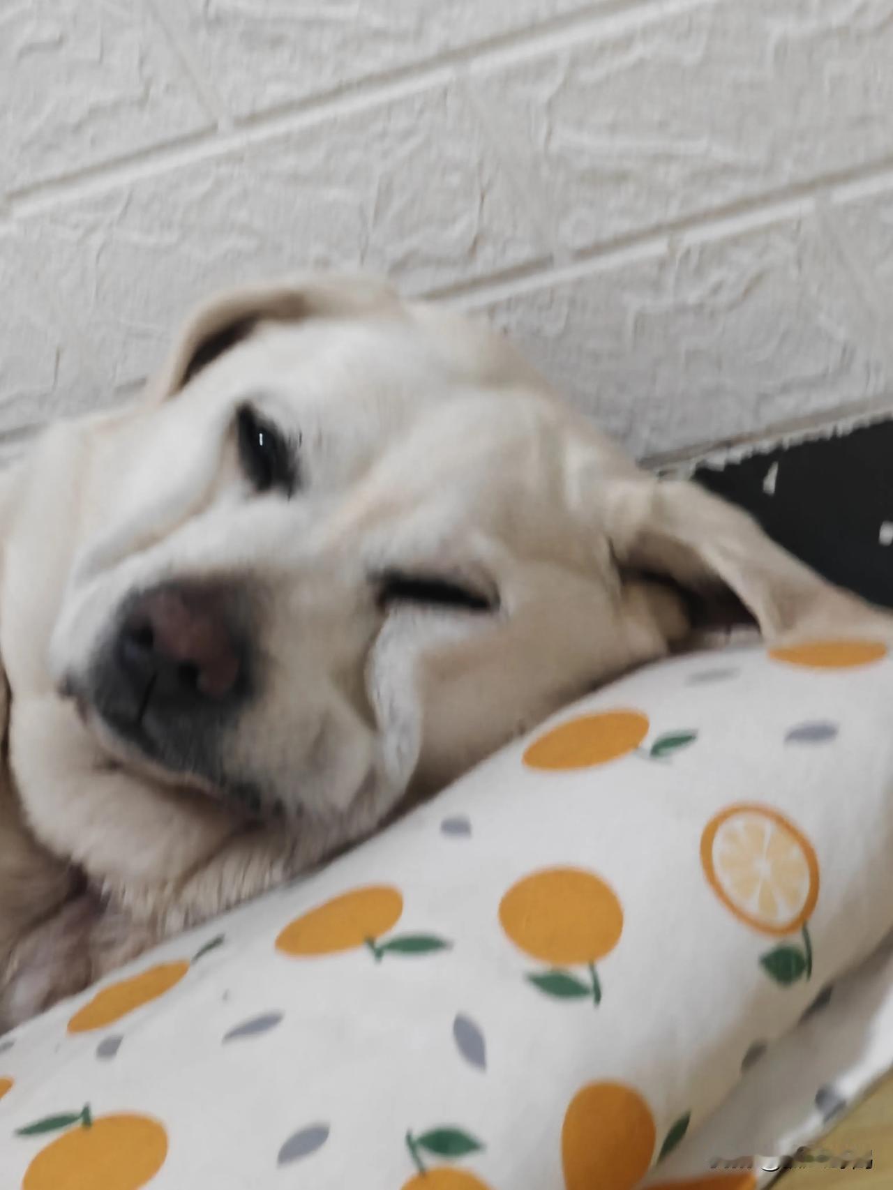 以前狗子一听到我喊它吃饭，它都会迅速跑过来吃饭，但最近听到我喊他却一点动静都没有