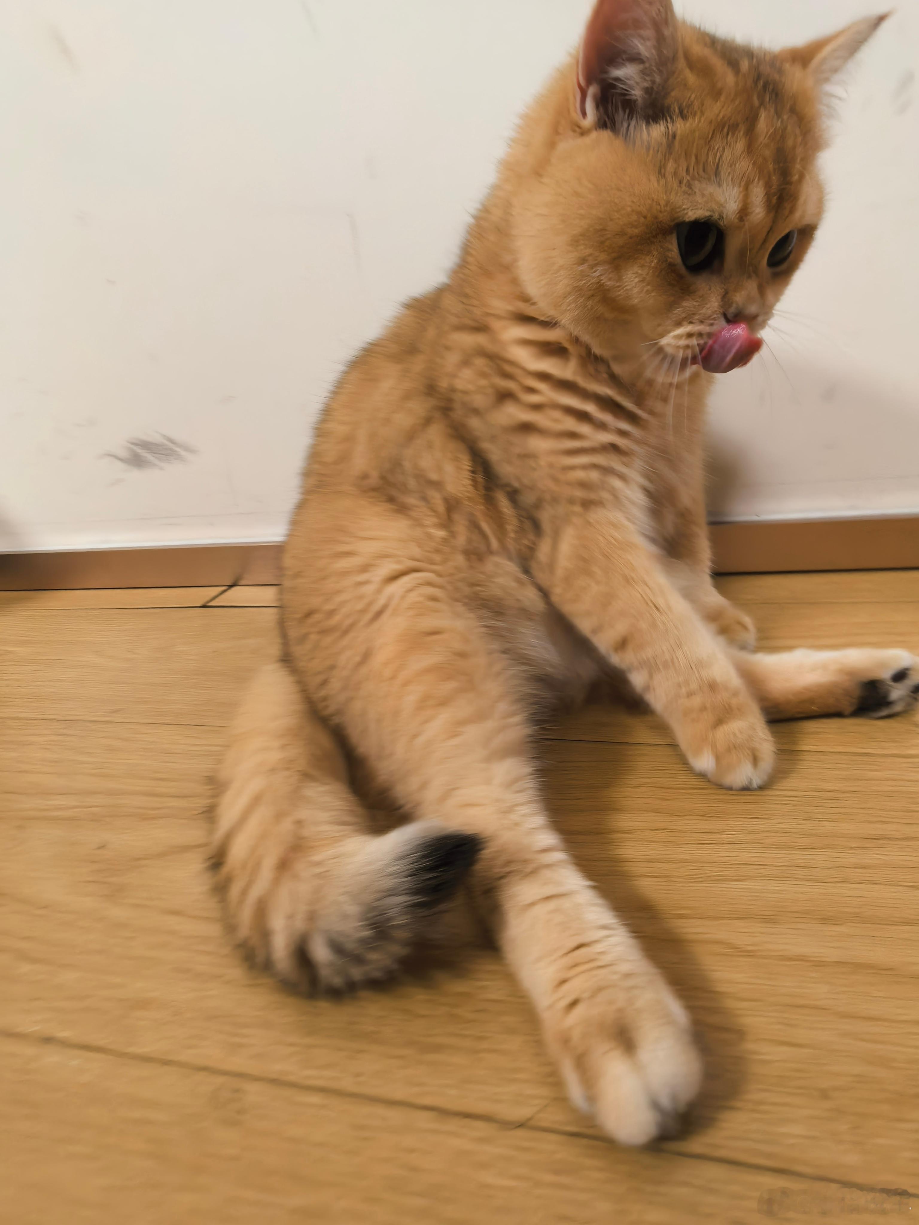 猫猫你啊，真的是萌到我了，你怎么能这么可爱呢​​​