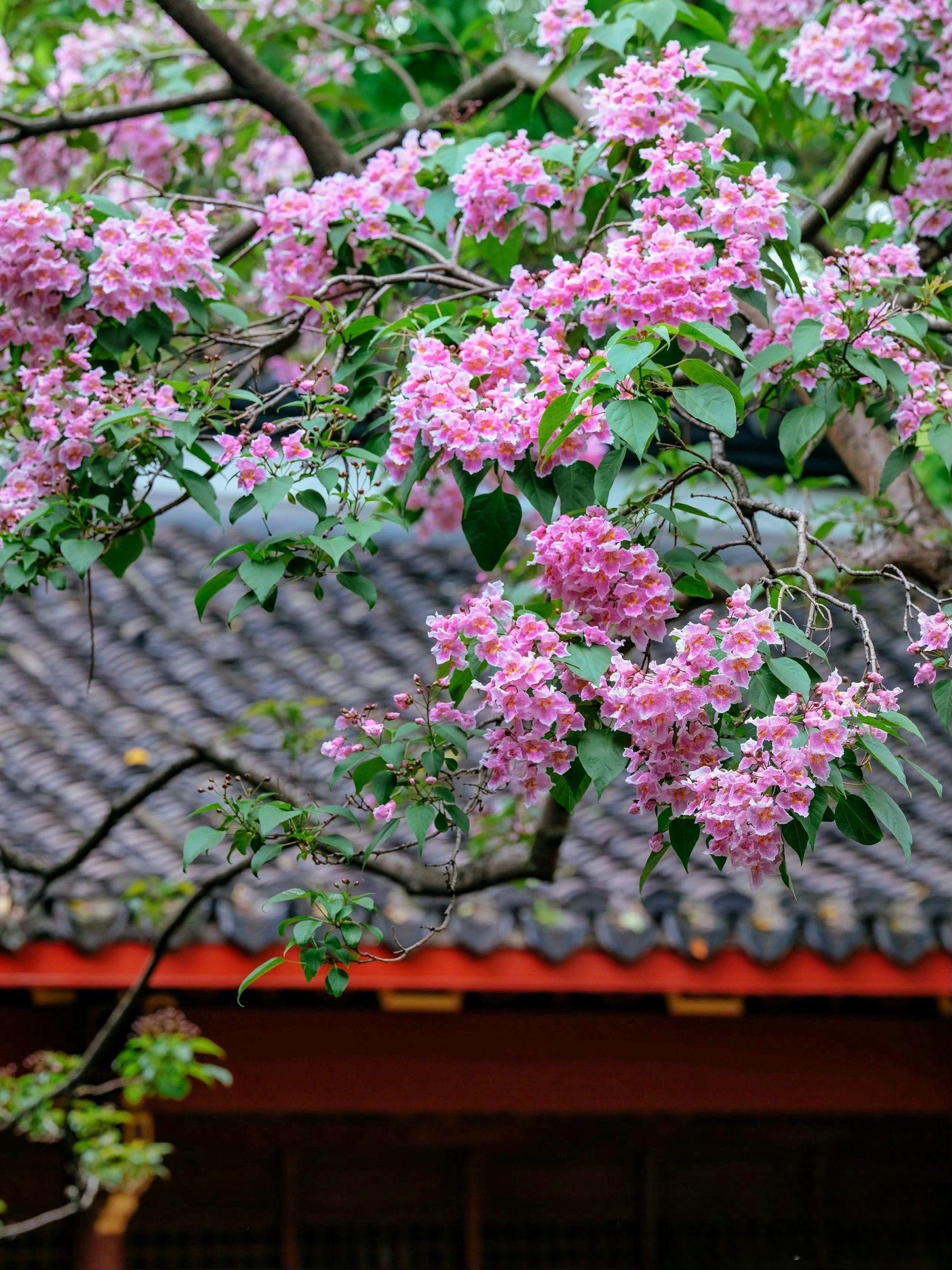 吴山530岁古楸树，花开如云霞🌸暮春的杭州，最雅的踏青不在人