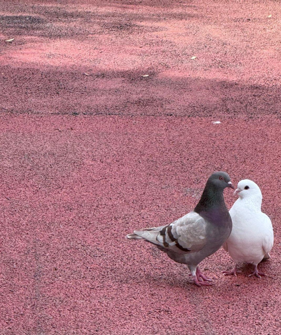鸟都有对象，你有吗？