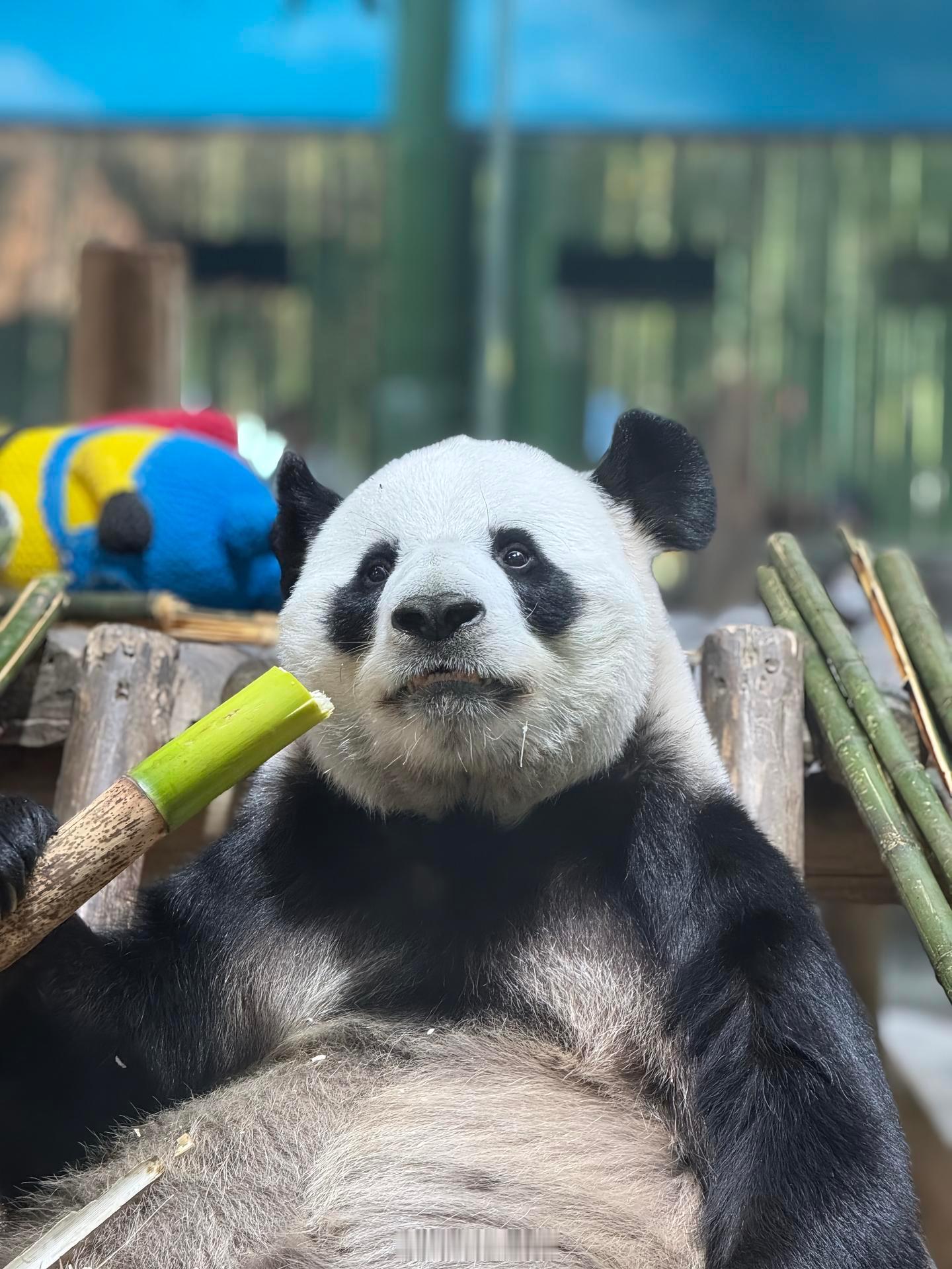 太可爱的迈甜甜​​​
