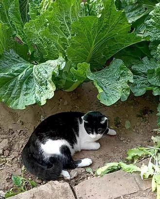 我家菜园有蛇，不敢去摘菜。我跟猫咪说：喵喵，陪我去摘菜呗？看见蛇你就咬它。它听懂