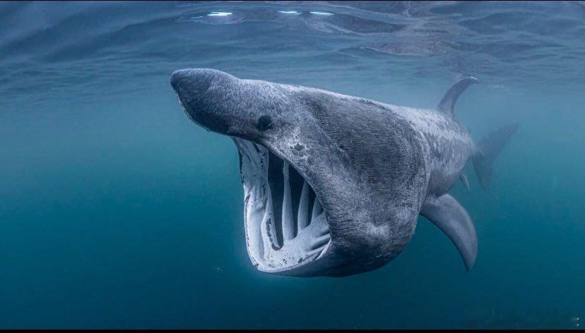 🦈这货在地球上混了四亿五千万年，躲过五次大灭绝，结果栽在人类手里你猜猜地球上
