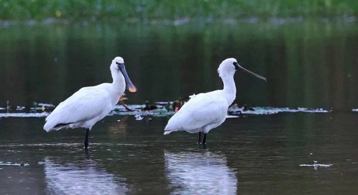 候鸟陆续到访杭州, 最远的来自北极