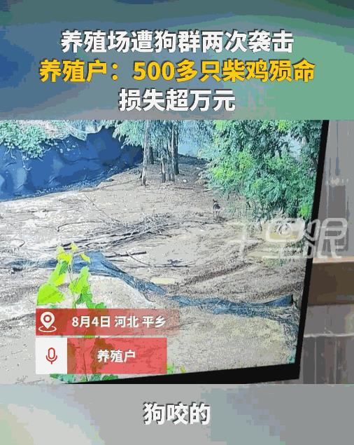 “严查到底！”8月4日，河北邢台，一男子听到鸡圈里传来躁动，以为有人来偷鸡，于是