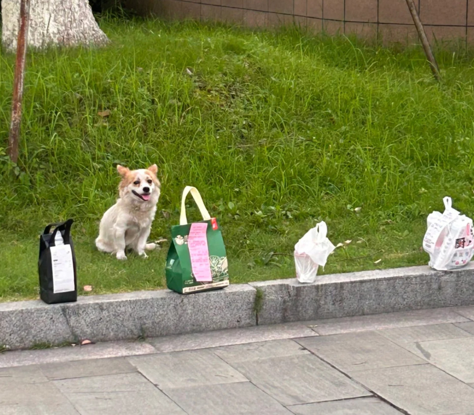 狗狗也是当上外卖保安了​​​