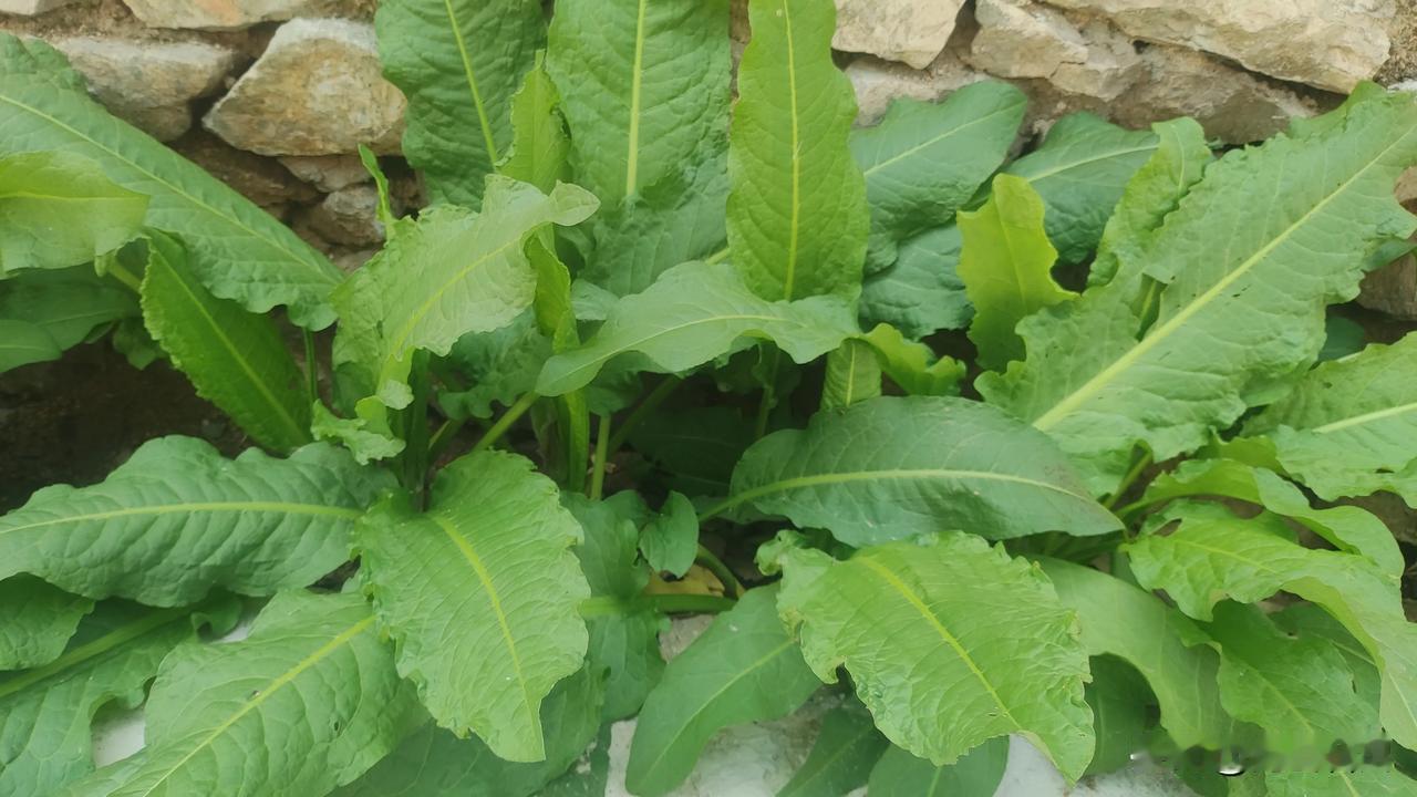 这是在山东济宁泗水农村，围墙根发现的一种植物，特别旺盛，郁郁葱葱，看着就有食欲感