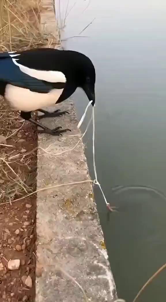 这波操作都看傻了。