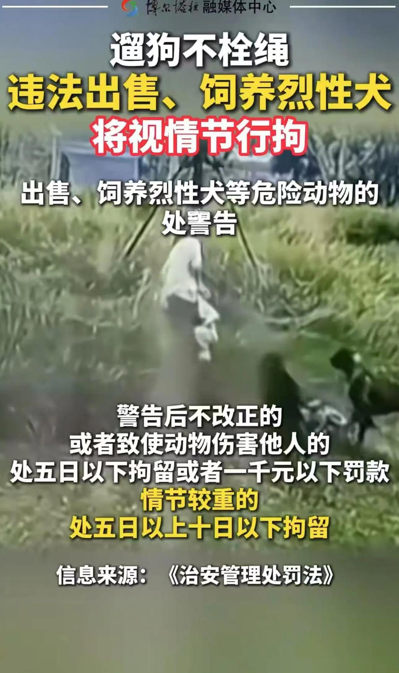 养狗的天要塌了！新规规定：遛狗不拴绳，导致狗咬人的，狗主人掏医药费不说，还要被拘