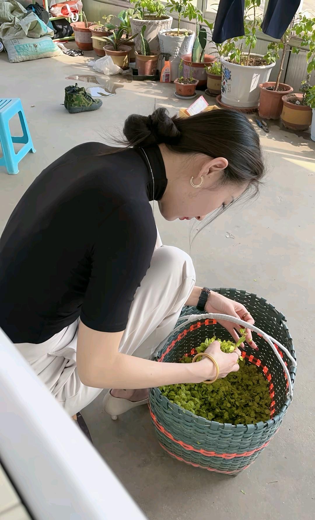 悠闲的午后，亲手采摘绿色蔬菜，享受自然带来的宁静与美好。