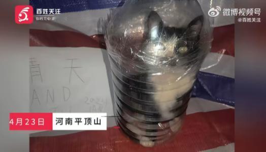 河南平顶山，37岁的马某，自2022年起以领养之名，将一只只猫带回家，却将它们推