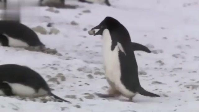 无忧无虑的小鱼视频 7127077581166336257.jpg?id=0