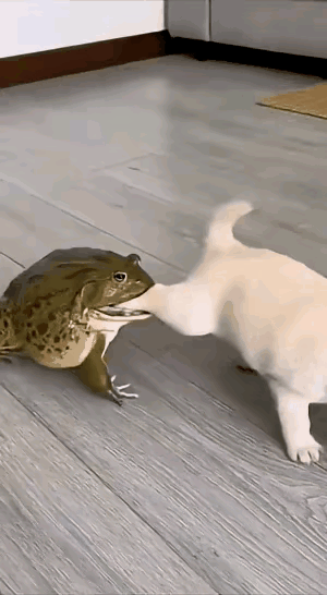 真的是看一遍笑一遍！[呲牙笑]好逗啊！一只大癞蛤蟆上去就咬住小狗腿，估计是把小狗