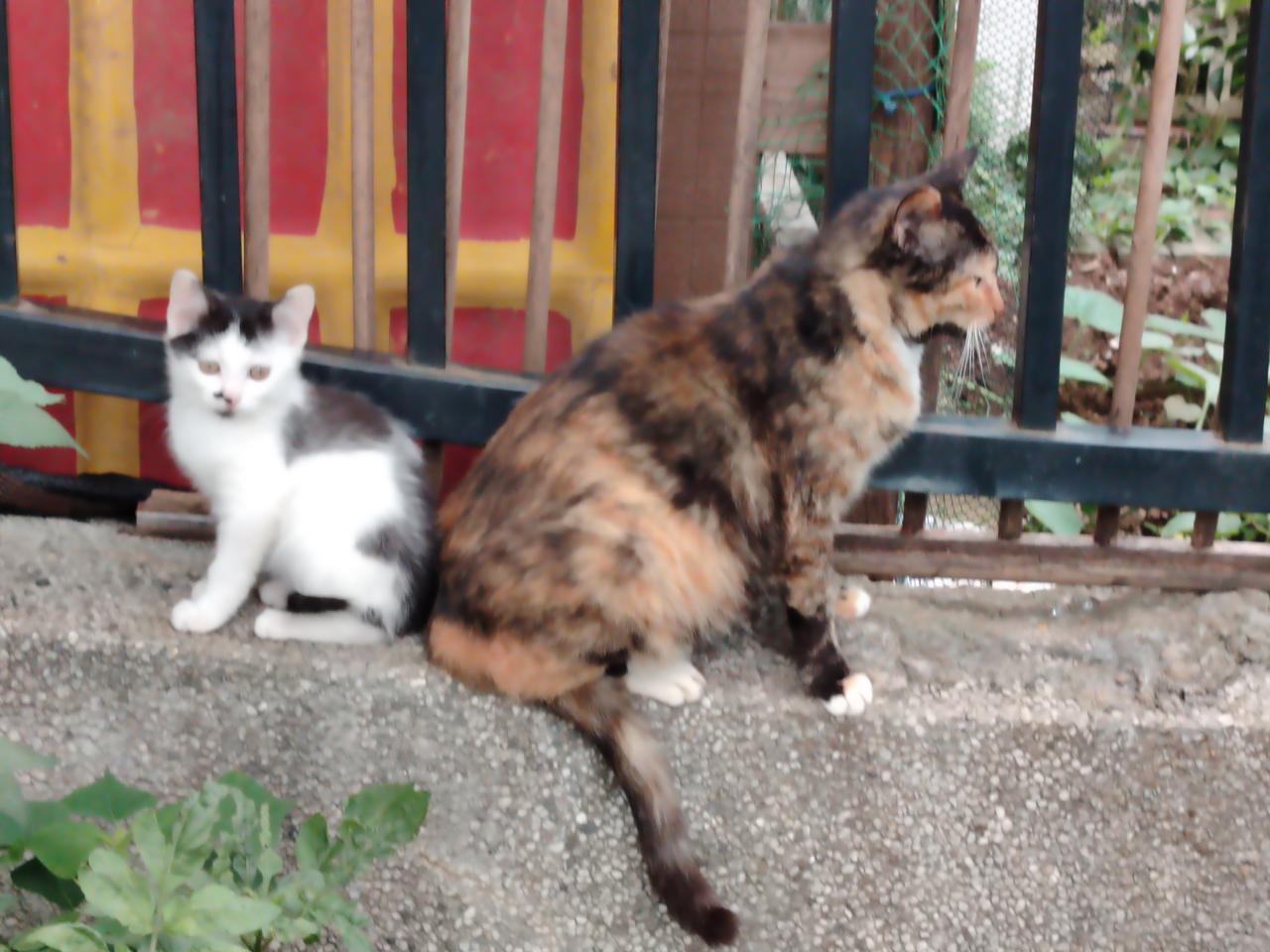猫妈妈和它可爱的孩子