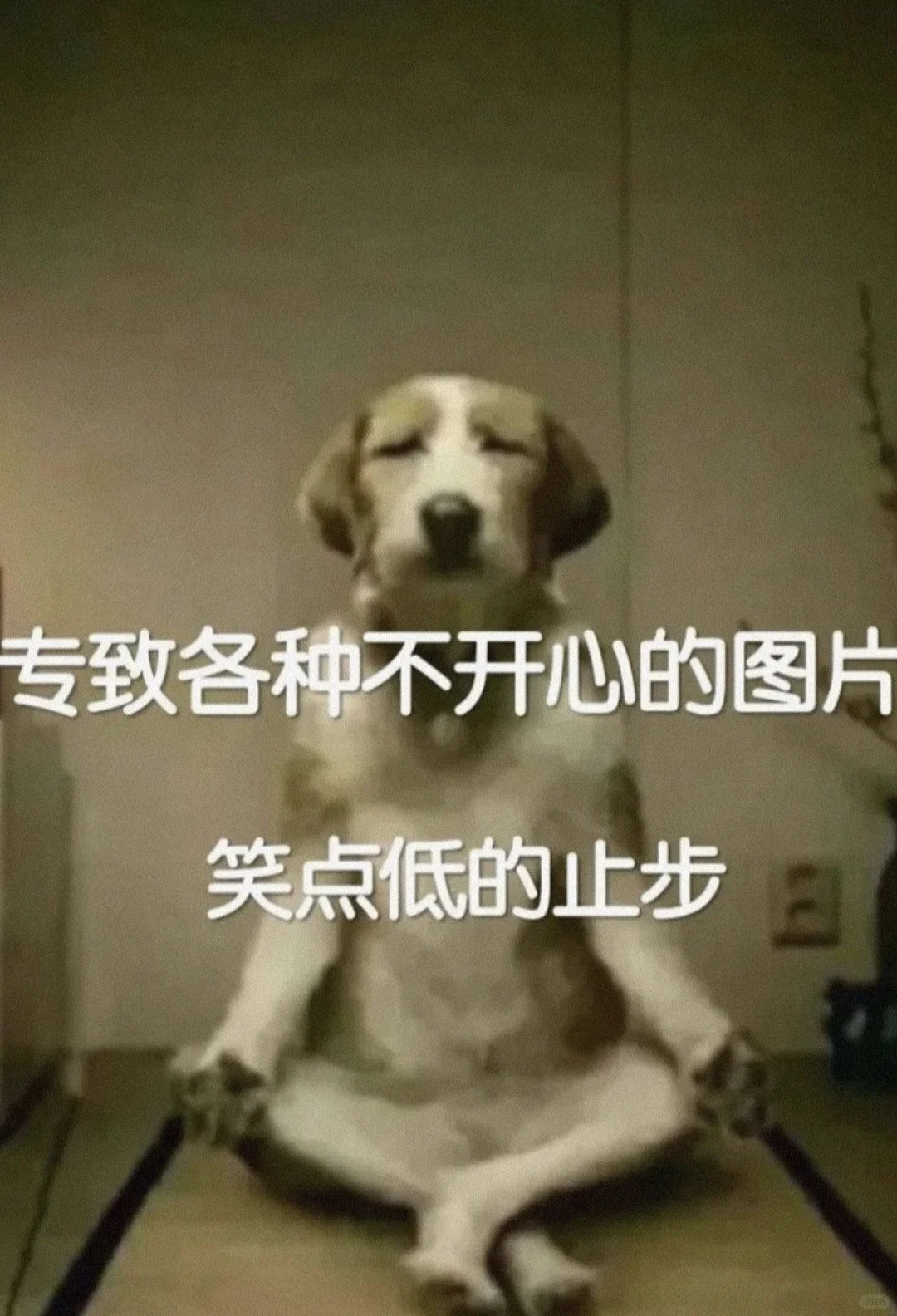 动物奇遇记动物奇趣今天收集了一波动物界的搞笑名场面！有认真看书的猫咪、打坐放