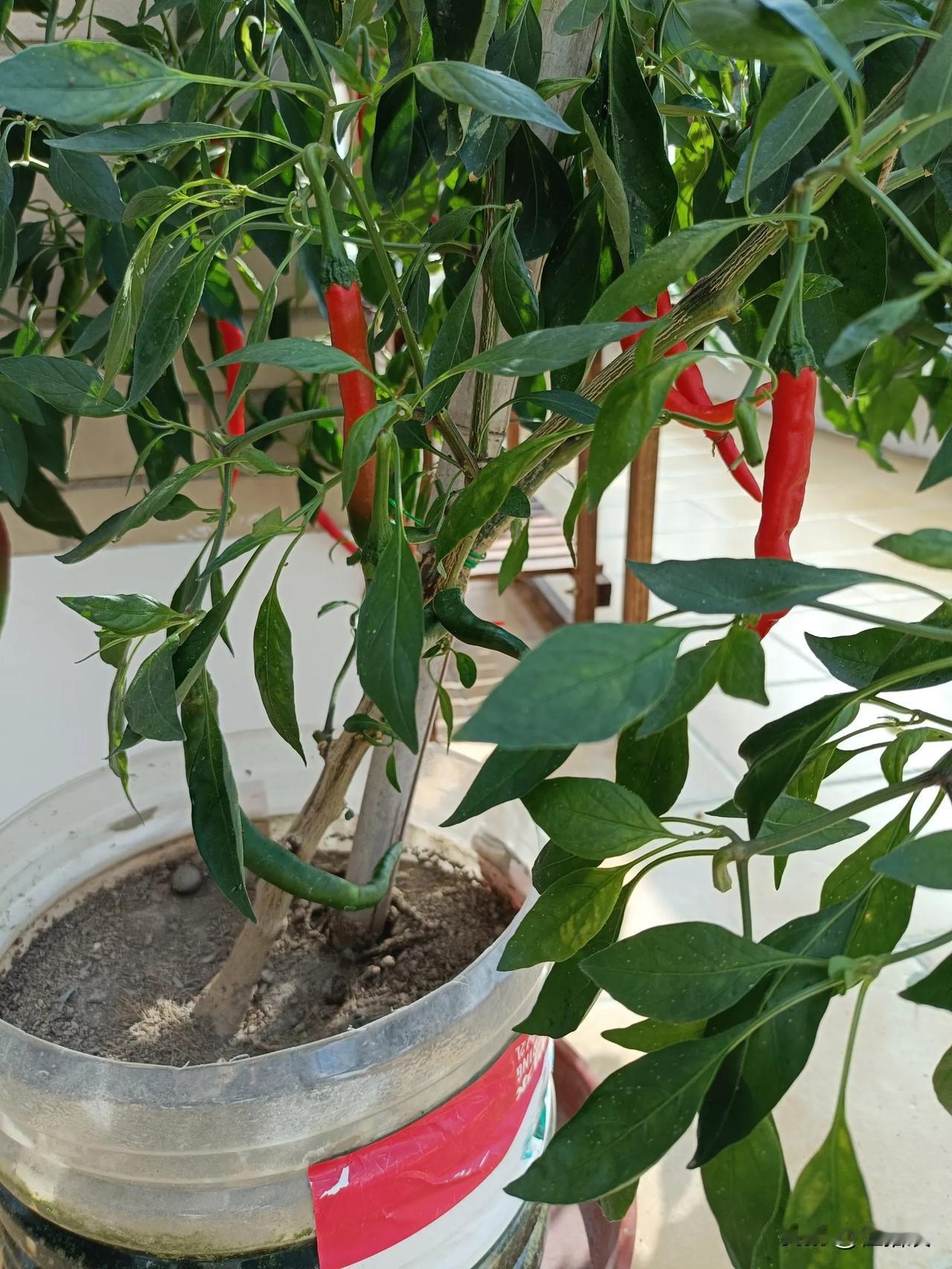 纯净水桶不要扔，可以用来种菜[呲牙笑]你看，一个桶，一棵辣椒树[墨镜]结出来