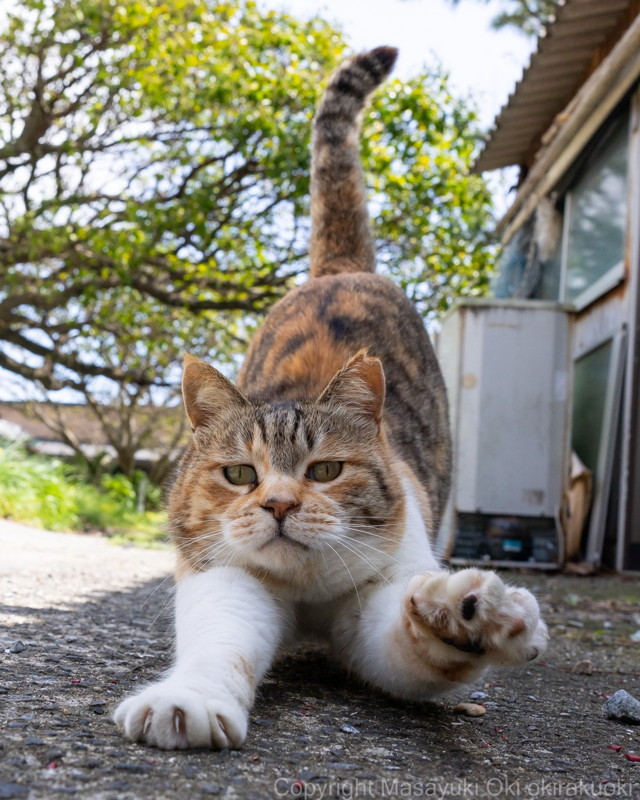 来自摄影师的抓拍：猫咪伸懒腰📸​​​