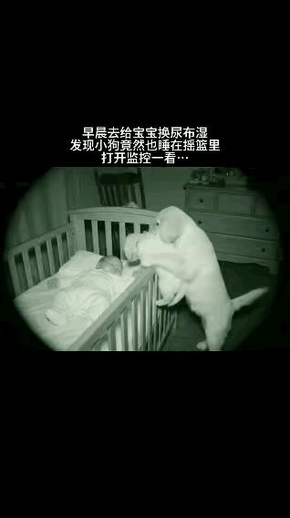 彻底解释不清楚了！女子早上起来给宝宝换尿不湿时，发现家里的小狗也睡在摇篮里！可是