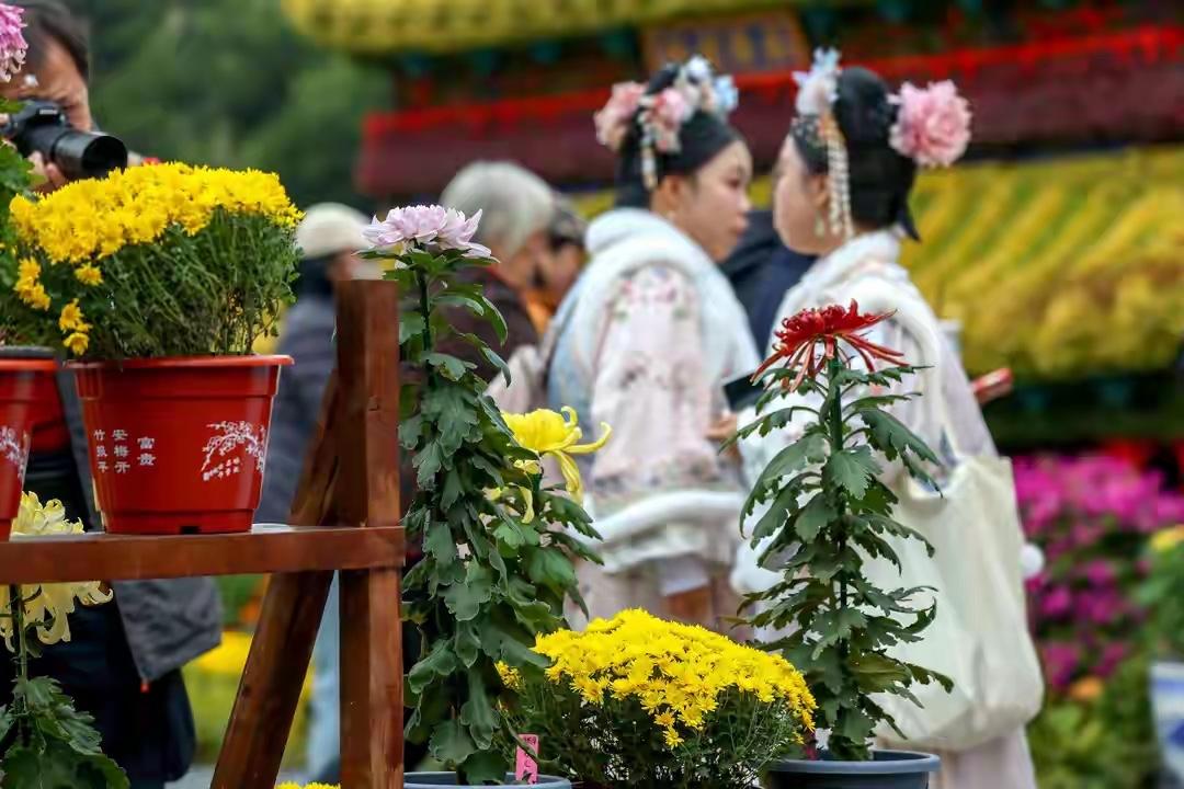 警惕文化入侵！两朵中国千年名花，被日漫和西方带偏，成了晦气花大家知道，在中国被