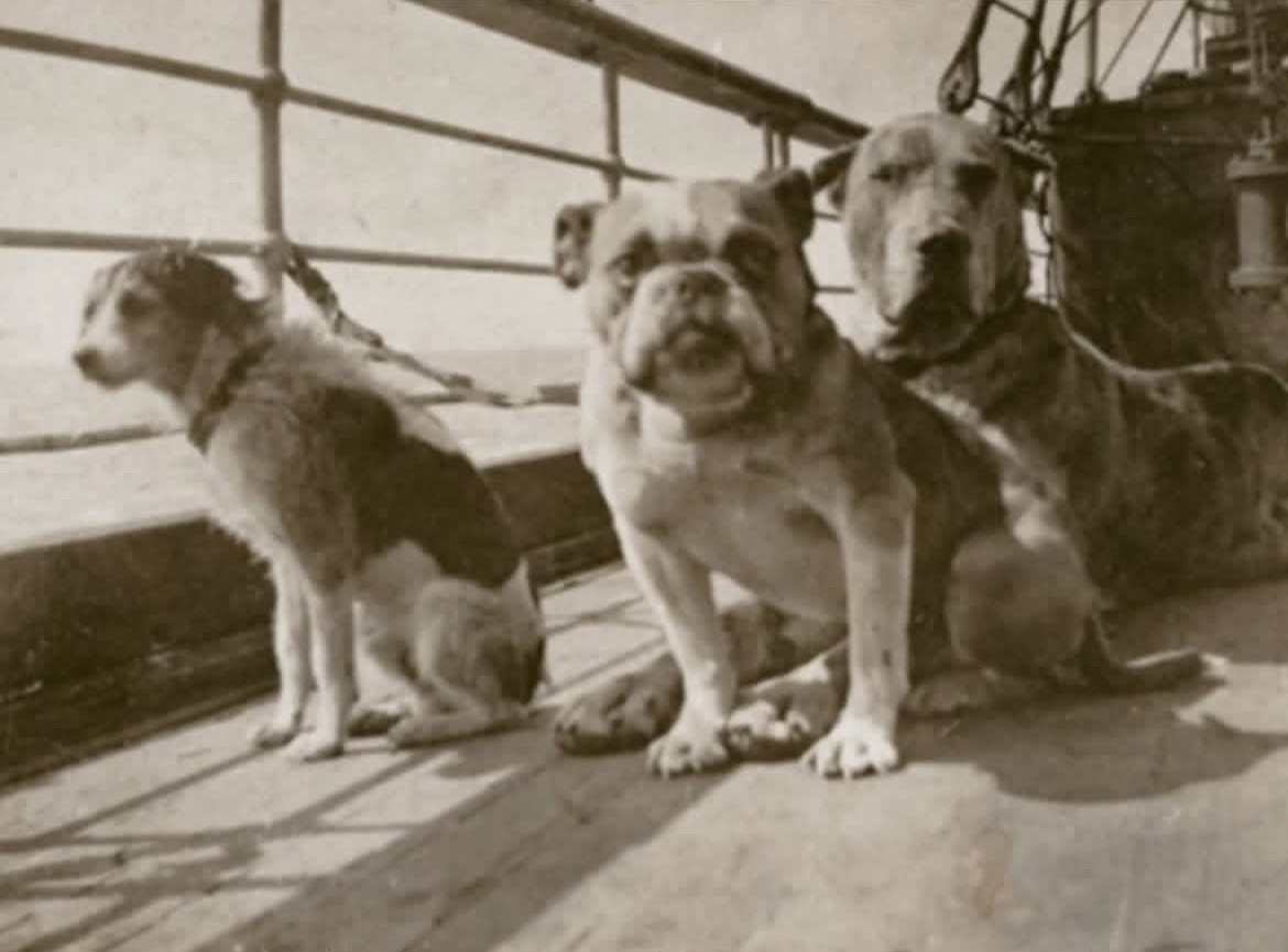 【来自投稿】1912年泰坦尼克号上的宠物狗
