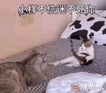 小母猫使用了美人计，让公猫迷失了自己，原本想对小母猫的攻击，瞬间变成了搂抱和宠溺