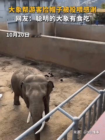 “这也太聪明了！”山东威海西霞口，神雕山野生动物园里，一位游客在观赏大象时，一个