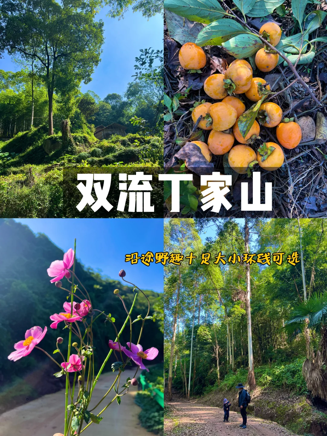 南门出发40min‼️亲子徒步小众秘境🌲丁家山