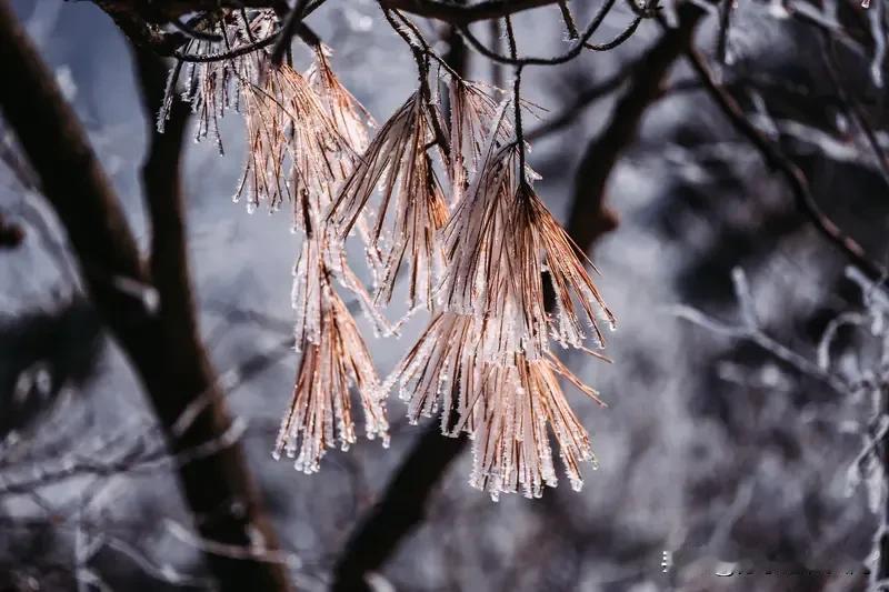 11月以来我国大部偏暖，可今冬首场寒潮马上就到。14-17日，它将影响我国大