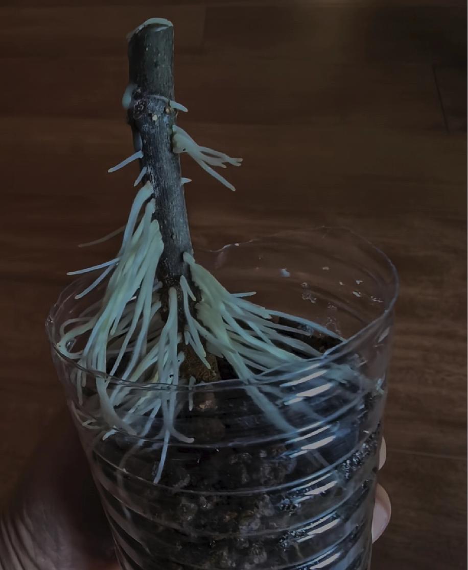 家人们谁懂啊！扦插的无花果枝条直接整懵我😮，三枝就这一棵画风跑偏，全身疯狂长根