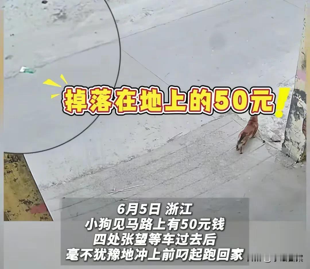 有些狗不光叫旺财，而是真旺财！浙江一条水泥路上，50元纸币躺在那里无人捡，电