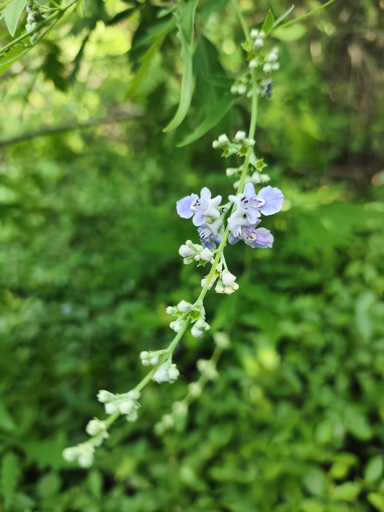 茂陵山花花草草
