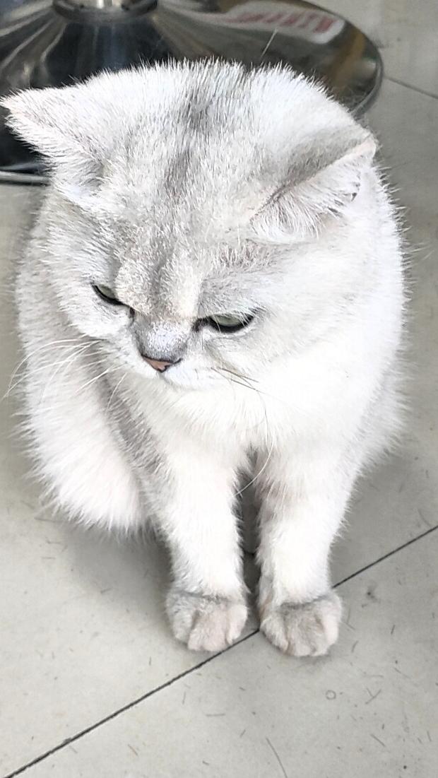 真闹心！铲屎官的噩梦。我家猫咪白天呼呼大睡，一到晚上，就开始撒欢跑酷。大半