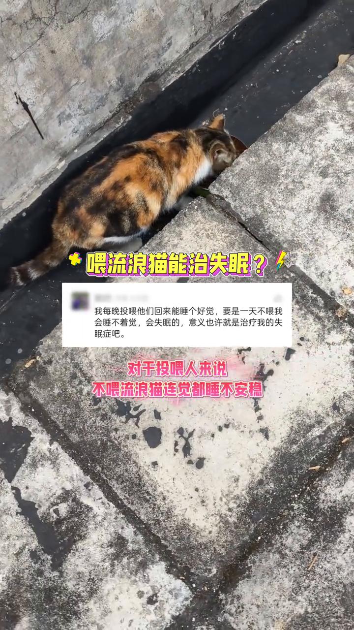 喂流浪猫能治失眠？我每晚投喂它们回来能睡个好觉，要是一天不喂我会睡不着觉，会失