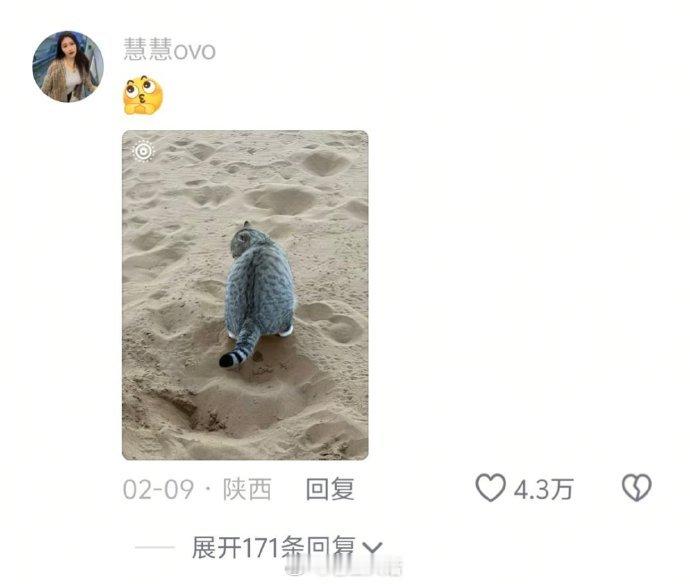 在评论区看到了一只猫的半生，人脉很广啊