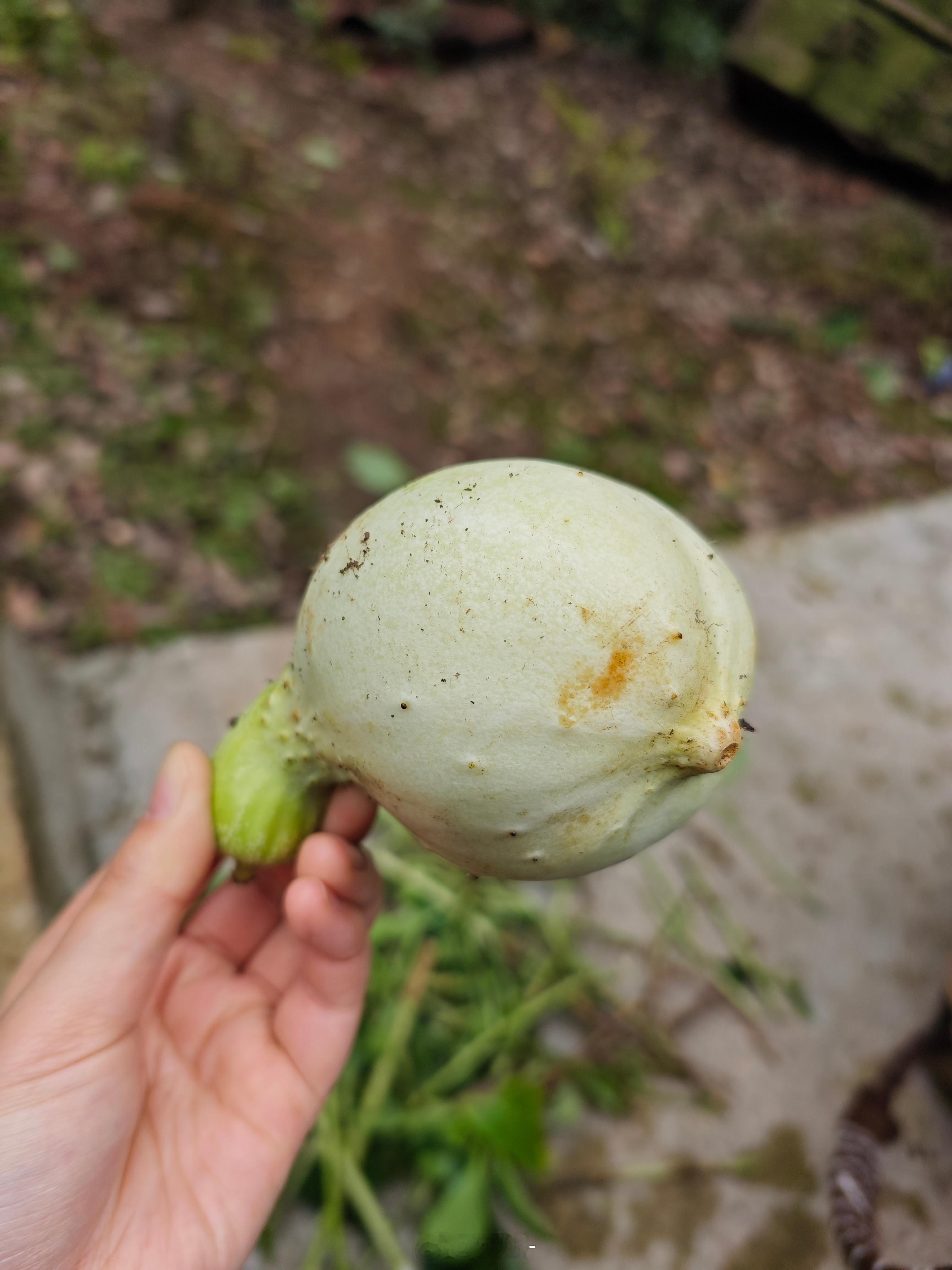 一根有点想法的黄瓜，活脱脱一个表情包。​​​