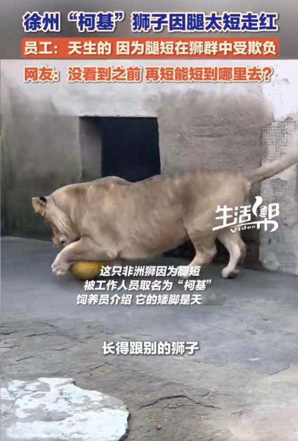 “笑不活了！”11月1日报道，江苏徐州，一家动物园有只狮子最近吸引了不少目光，它