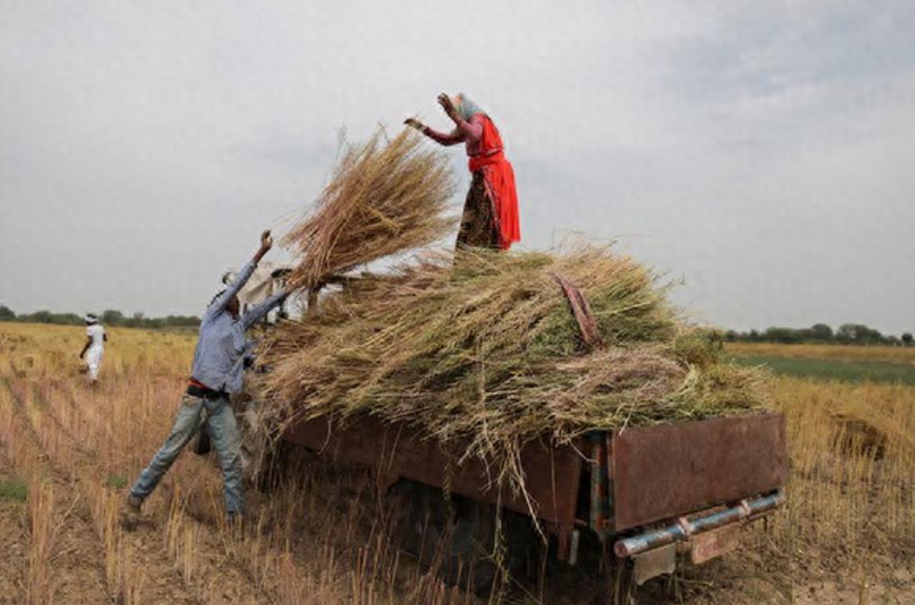 中国采购量破记录，还是从印度购买的！11月5日英媒报道：中国从印度进口油菜籽粕量