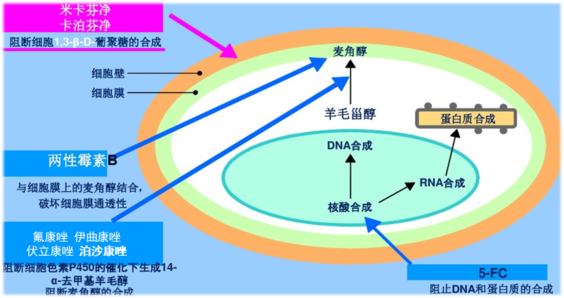 [2025年第13张国际批件]普利制药泊沙康唑注射液获得美国暂时性批准!