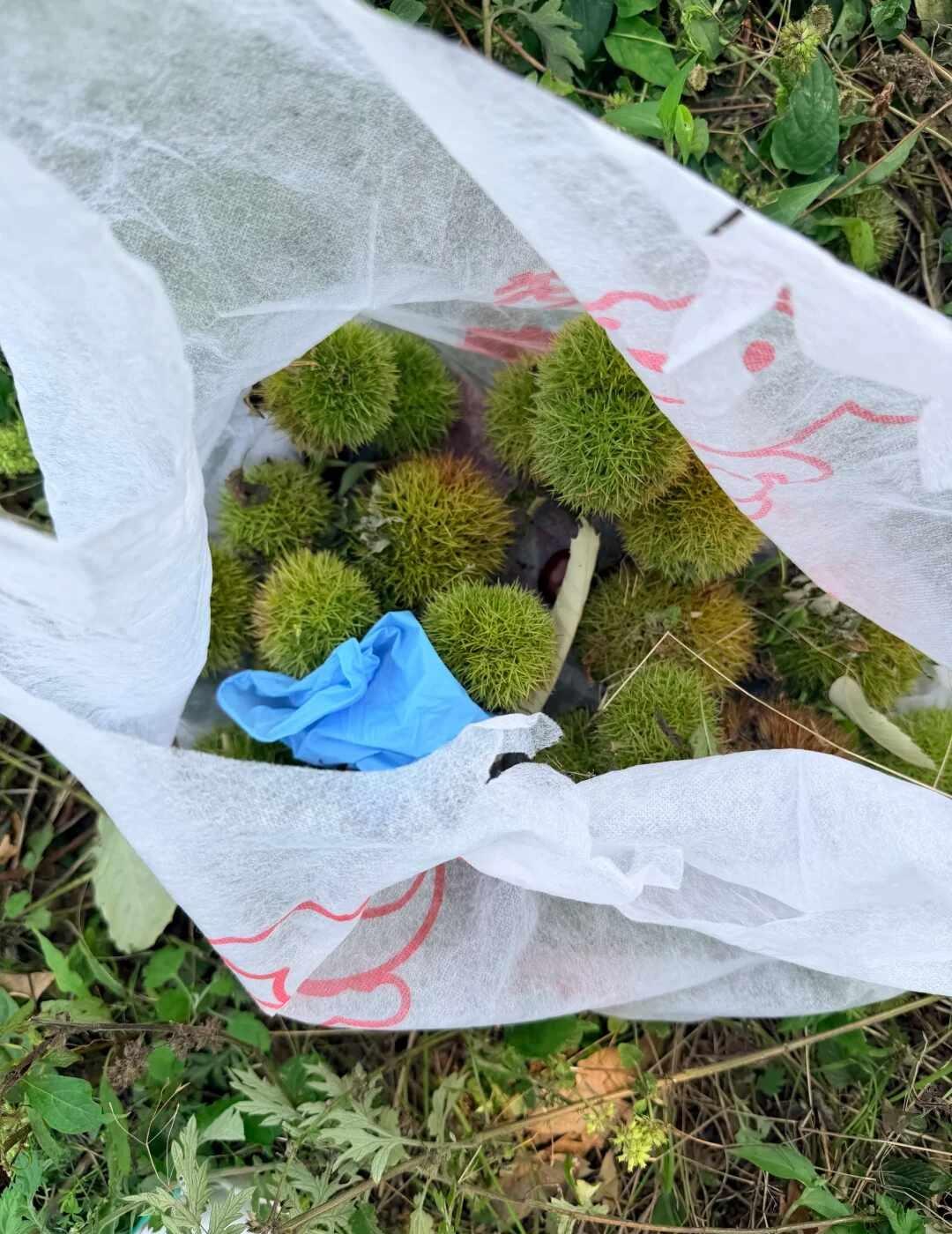 郑州出发✨进山打板栗摘野生猕猴桃！周六日秋天的快乐，是伏牛山山野给的🍂远离