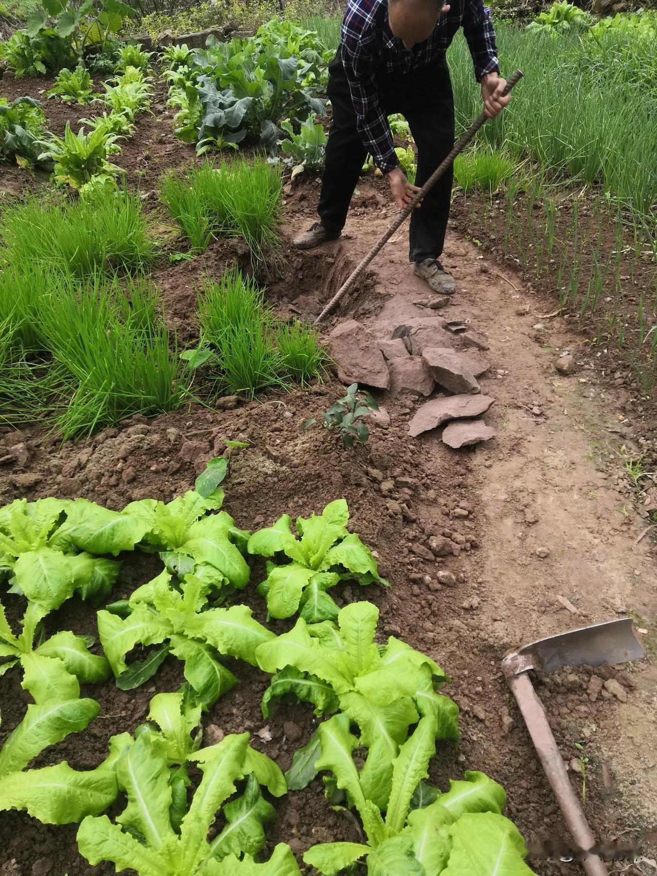 2025年11月13日，勤劳的邻居大哥，用勤劳的双手创造美丽的世界和面貌，发现土