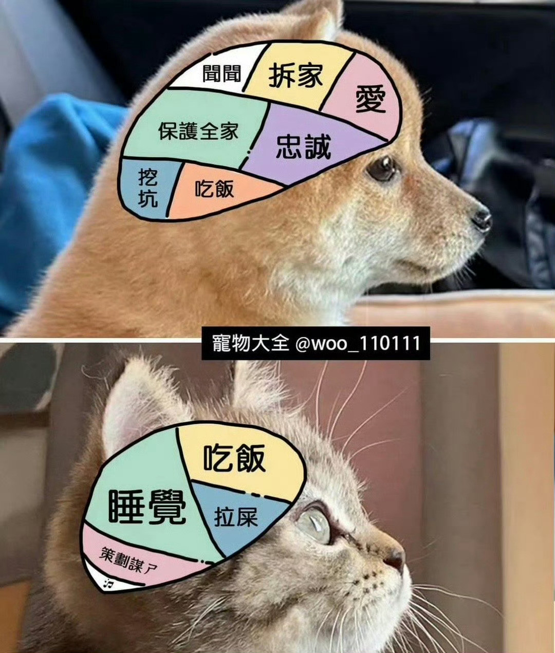 防止你不知道：狗子和猫咪的区别[抱抱]🤩​​​