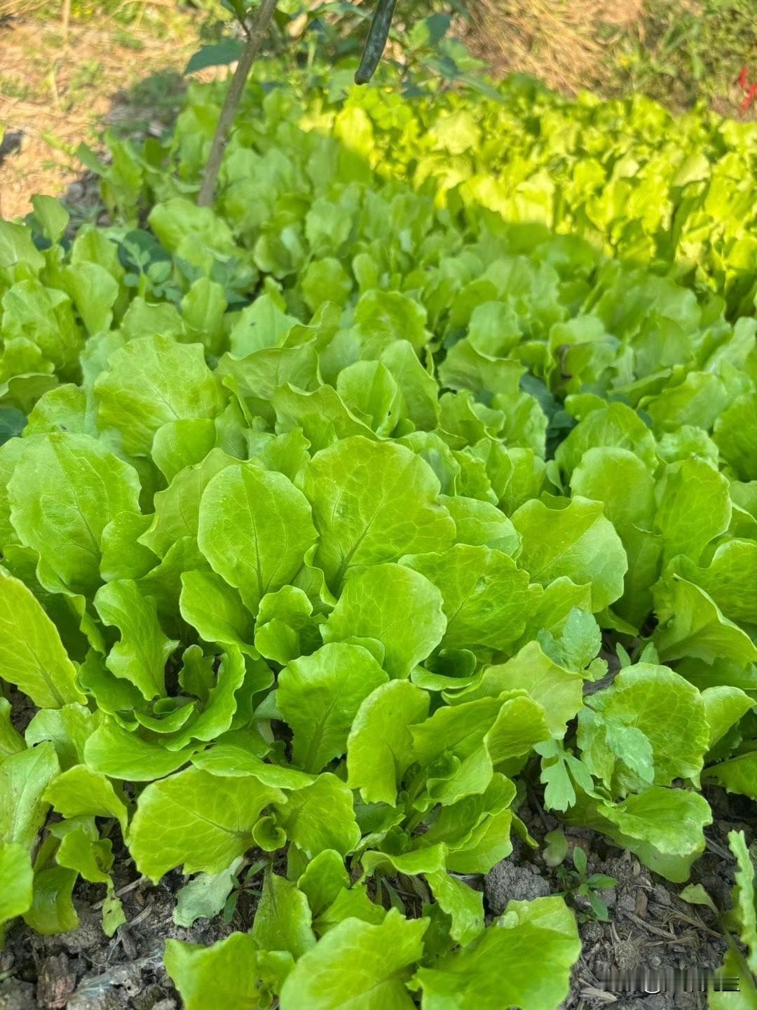 发一张相册里你最爱的美食照片。漫步田间，听雨声簌簌，看草木青青。风携着烟雨，漫过