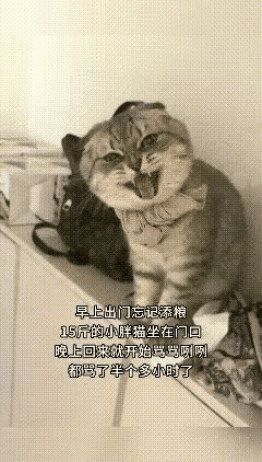 笑不活了！独居小伙忘给狸花猫添粮，回家竟被主子堵门骂了半小时！还没进门