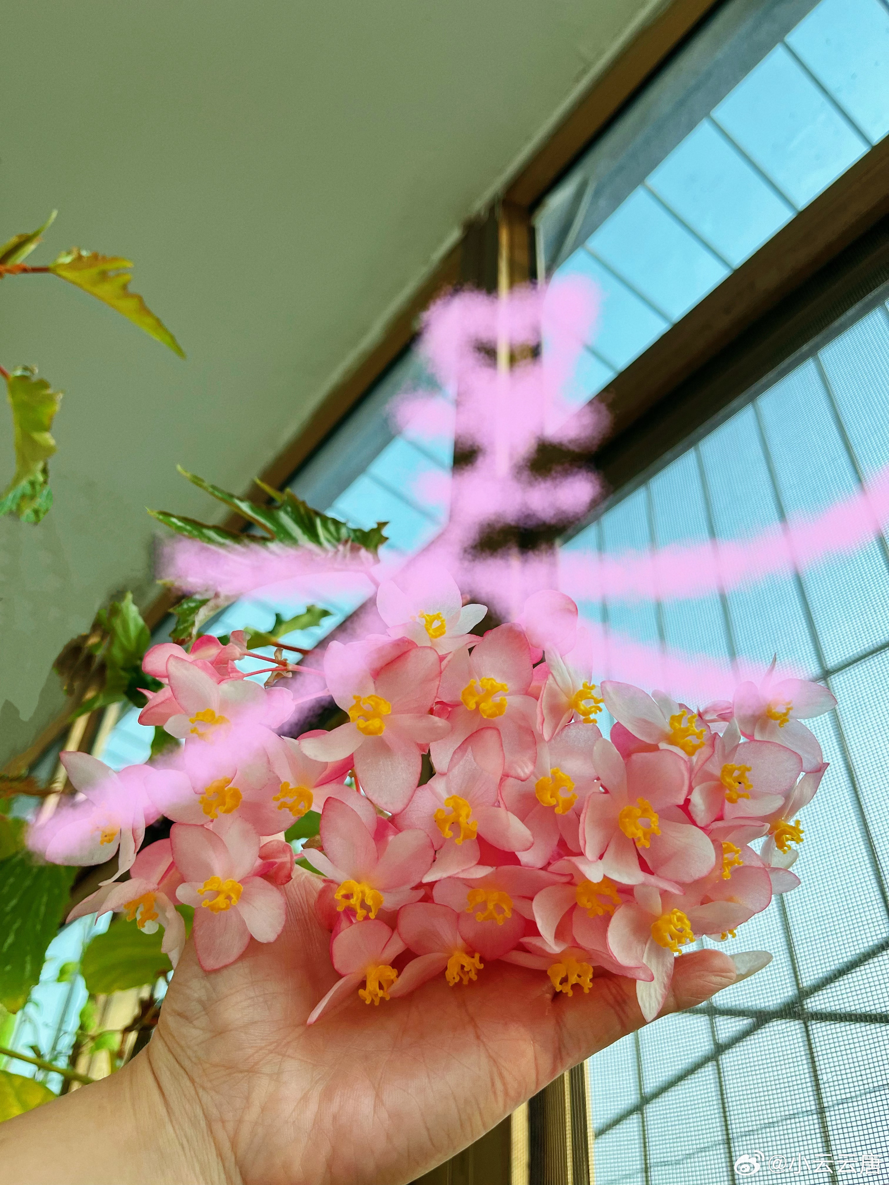 上午时间不够用卧室阳台厨房腿都抡冒烟了💨