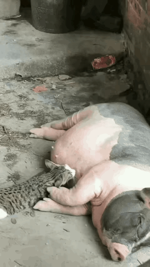 这小猫简直是执着界的“显眼包”！明知道母猪不是自己妈妈，还蹬鼻子上脸换着位置蹭，