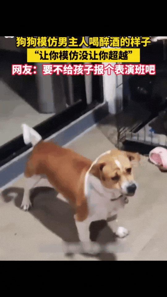 笑不活了！河北，狗狗有模有样的模仿着男主人喝醉酒时的样子，学的简直是一模一样，我